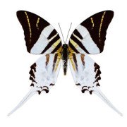 GRAPHIUM ANDROCLES